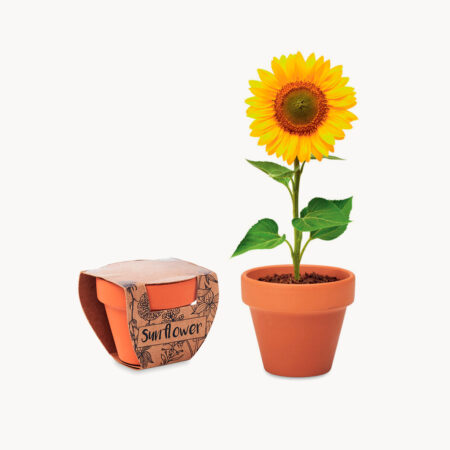maceta-terracota-semillas-flores-girasol
