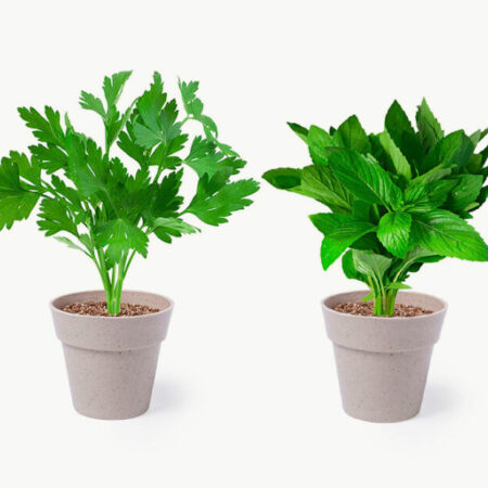 Set de macetas biodegradables con semillas